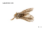 藏品(尖翅蛾科)的圖片